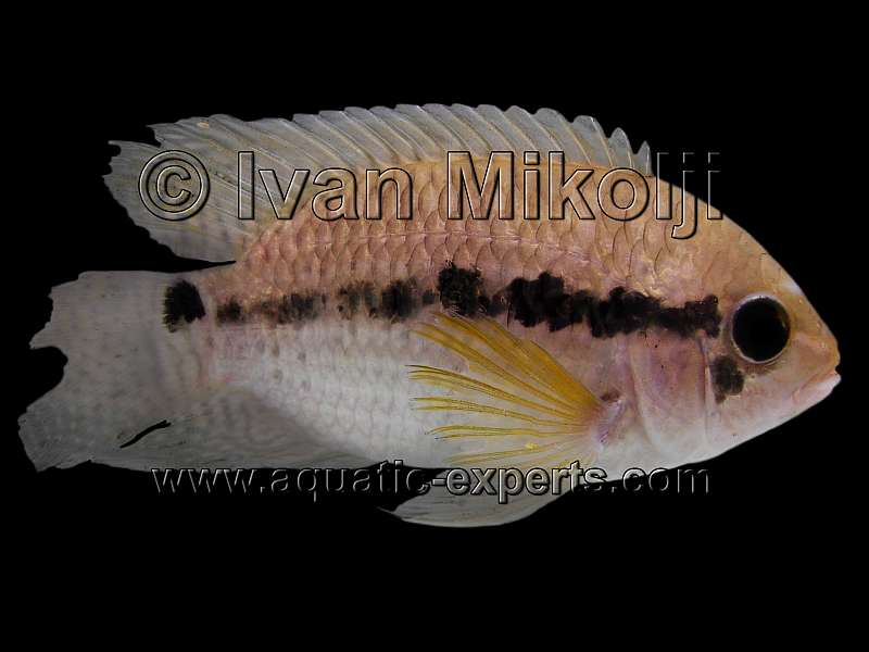 Cichlasoma orinocense